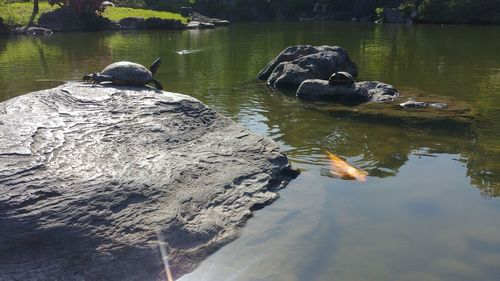 Ducks swimming in lake