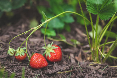 Fresh red ripe strawberries growing on the vine in a home garden