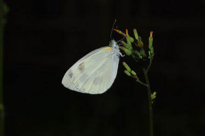 Close-up of butterfly on flower