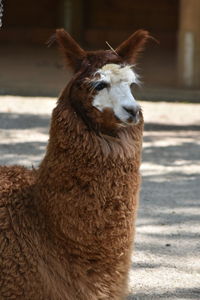 Close-up of a llama 