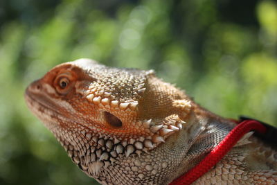 Close-up of bearded dragon