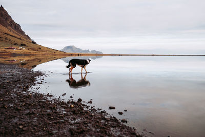 Walking dog in water in iceland