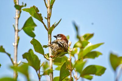 Low angle view of bird perching on plant