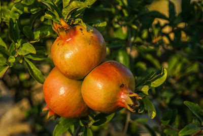 Close-up of fruits on tree