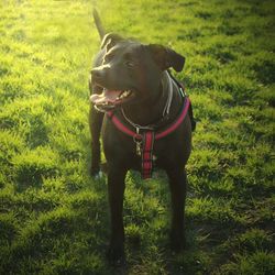 Dog on field