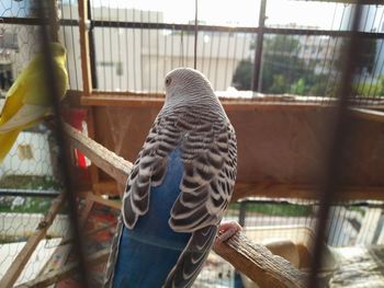 Close-up of parrot perching in cage