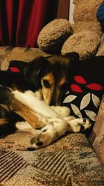 Close-up of dog sleeping