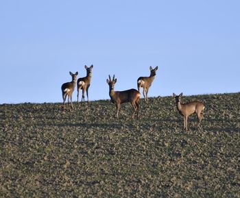 Deer in ploughed field 