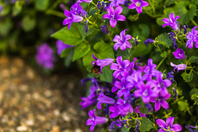 Close-up of purple flowers blooming outdoors