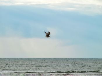 Seagull flying over calm sea against sky