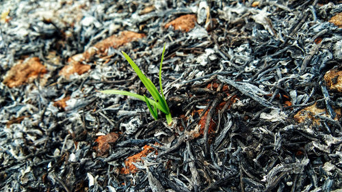 Full frame shot of leaves