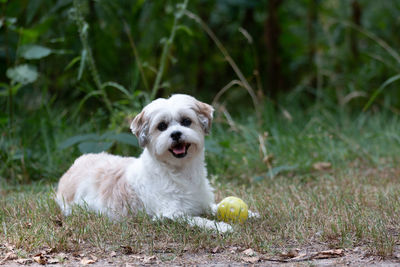 Portrait of dog with ball on field
