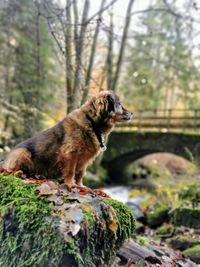 Dog looking away on rock