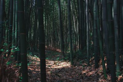 Bamboo trees in forest