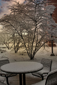 Snow covered trees and plants during winter
