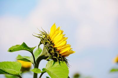 Close-up of sunflower against sky