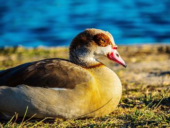 Close-up of duck at lakeshore