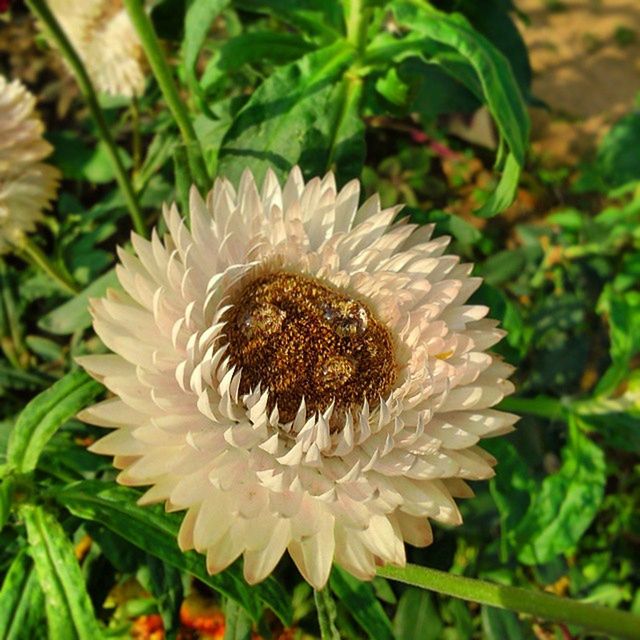 flower, freshness, flower head, fragility, growth, petal, beauty in nature, close-up, nature, plant, blooming, focus on foreground, single flower, high angle view, insect, pollen, one animal, in bloom, white color, animal themes