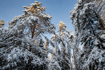 Low angle view of snow covered tree against sky