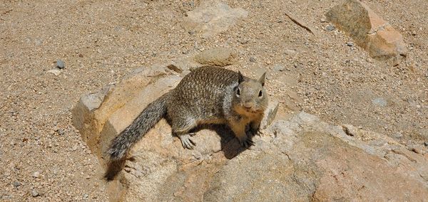 High angle view of meerkat on sand