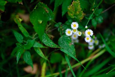 High angle view of flowering plant
