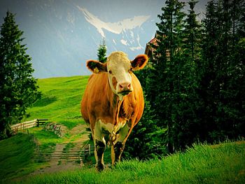 Horse grazing on grassy field