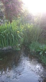 Plants growing in water