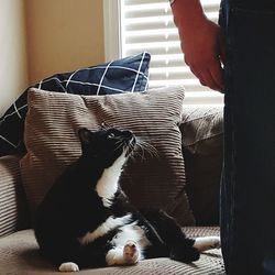 Midsection of woman sitting by cat at home