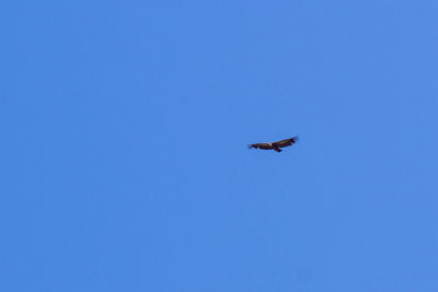 Low angle view of bird flying in sky