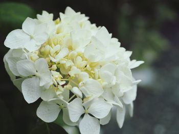 Close-up of white hydrangea blooming outdoors