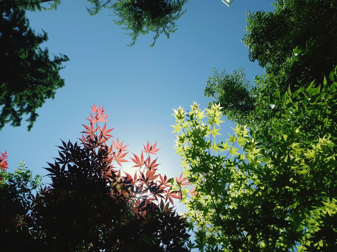 LOW ANGLE VIEW OF TREES AGAINST CLEAR SKY