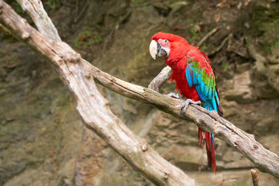 Peacock perching on branch