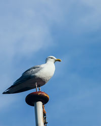 Low angle view of seagull perching on metal against sky