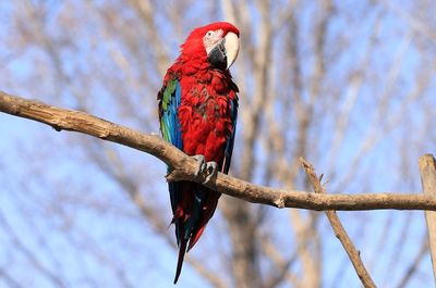 Low angle view of parrot perching on branch