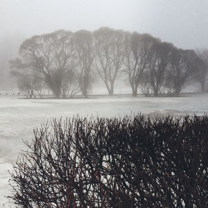 Scenic view of lake and bare trees against sky