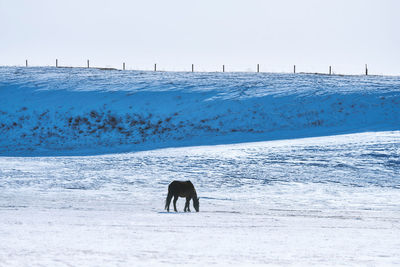 Horse standing on snow covered land