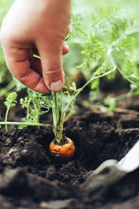 Close-up of hand holding plant