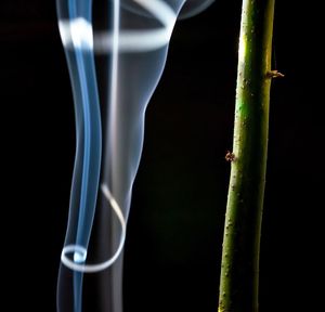 Close-up of insect over black background