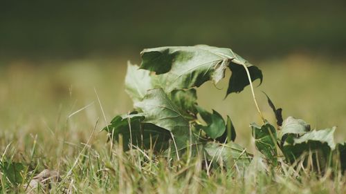 Close-up of plant in forest