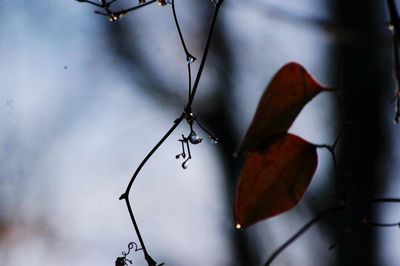 Close-up of leaves