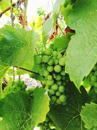 Close-up of grapes growing on tree