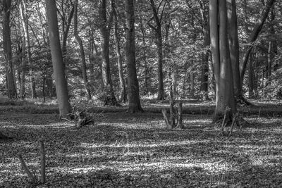 Trees in forest