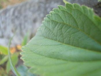 Close-up of leaves