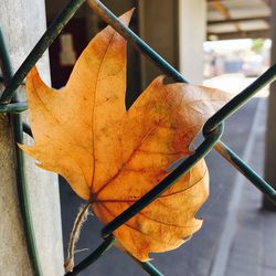 Close-up of dry autumn leaves