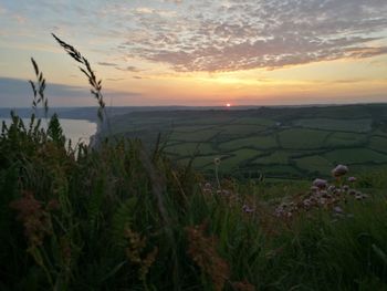 Plants growing on field at sunset