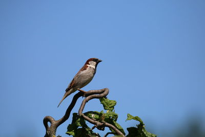 Low angle view of bird perching on a tree