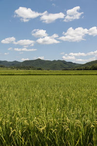 Scenic view of agricultural field against sky