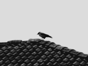 Low angle view of birds perching on tree