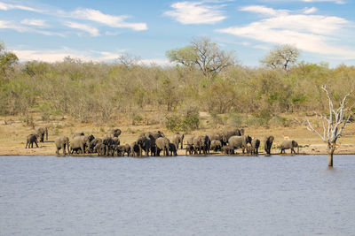 Elephants in lake