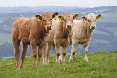 Three calves standing on a hill in graduated shades of beige